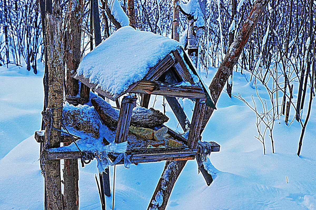 Декабрь..Заброшенная птичья кормушка! - Владимир 
