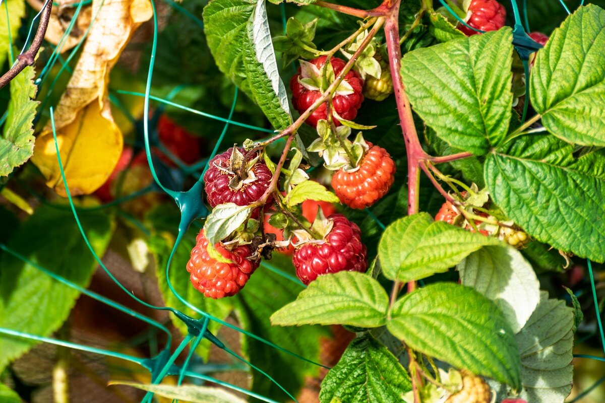 21 ноября 2025 Малина продолжает радовать - Игорь Сикорский