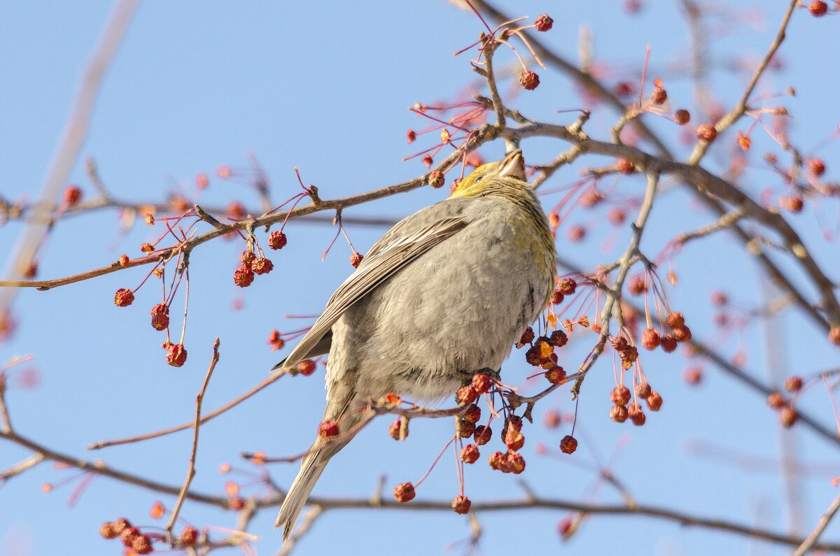 Щур - Виктор Иванович Чернюк