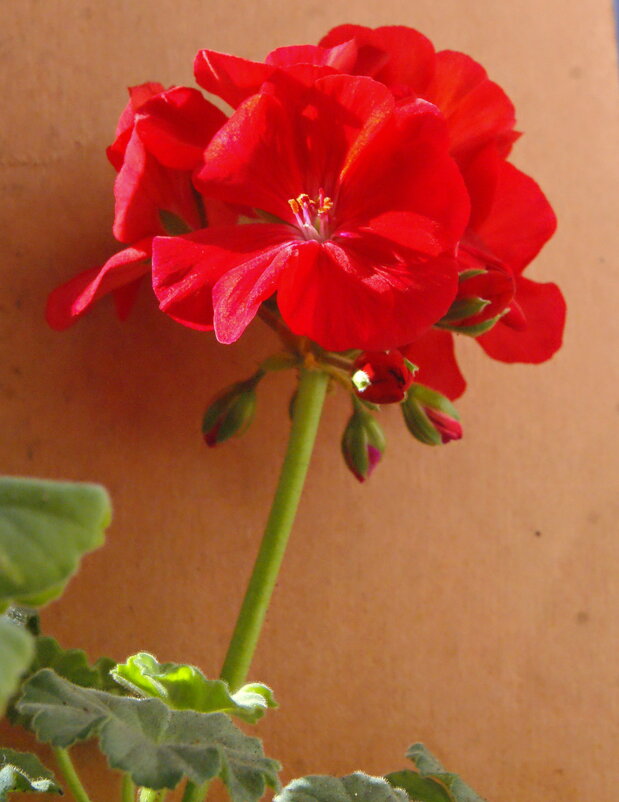 Соцветие герани. - сергей ермошкин Соцветие герани. - сергей ермошкин