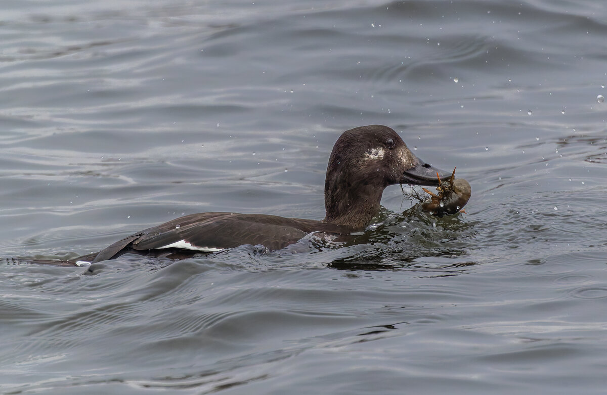 турпан. - юрий макаров