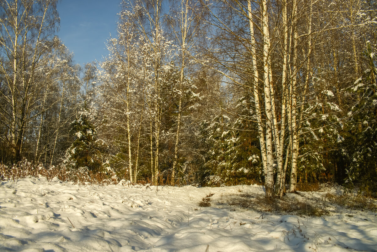 Опушка. - Николай 