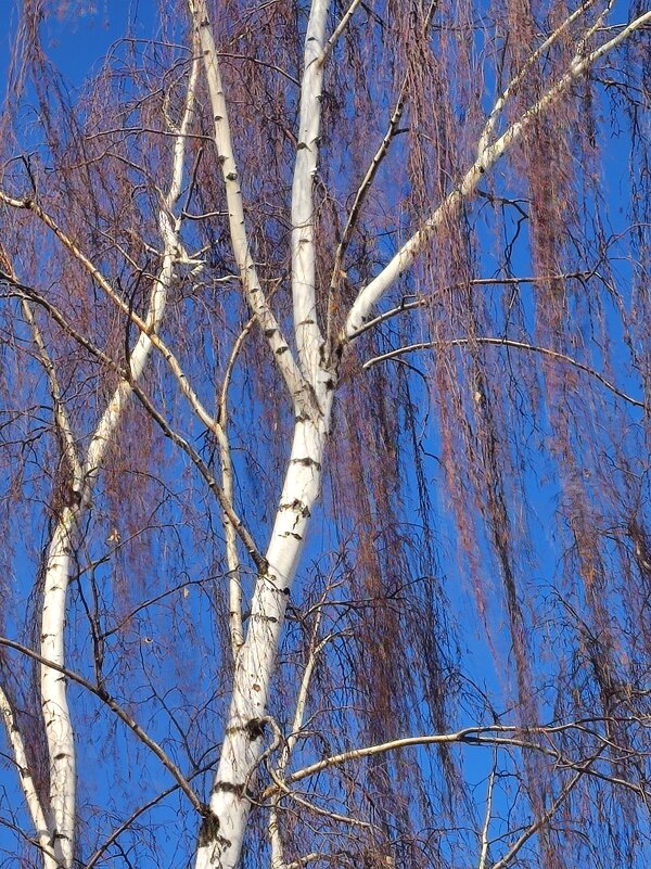 Не то косы,не то слезы - Натали 