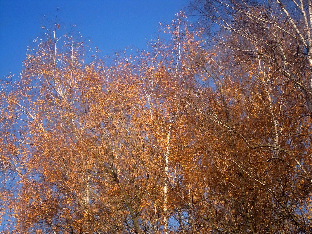 Осенью золотой - Елена Семигина