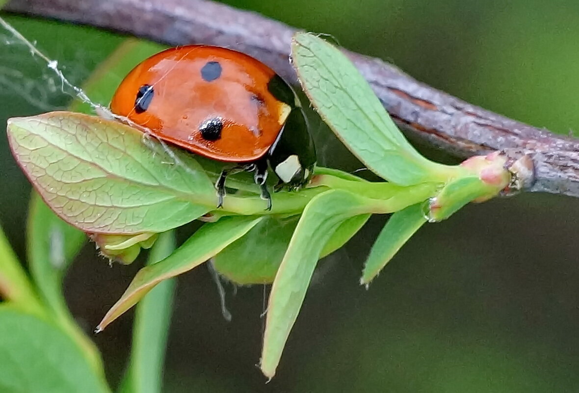 из серии " Было Лето... было..." - Николай Саржанов