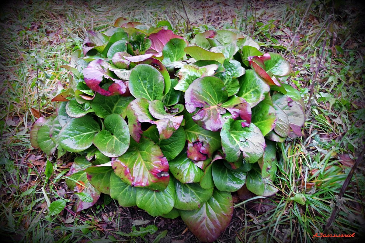И держится бодрячком бадан во дворе.. - Андрей Заломленков