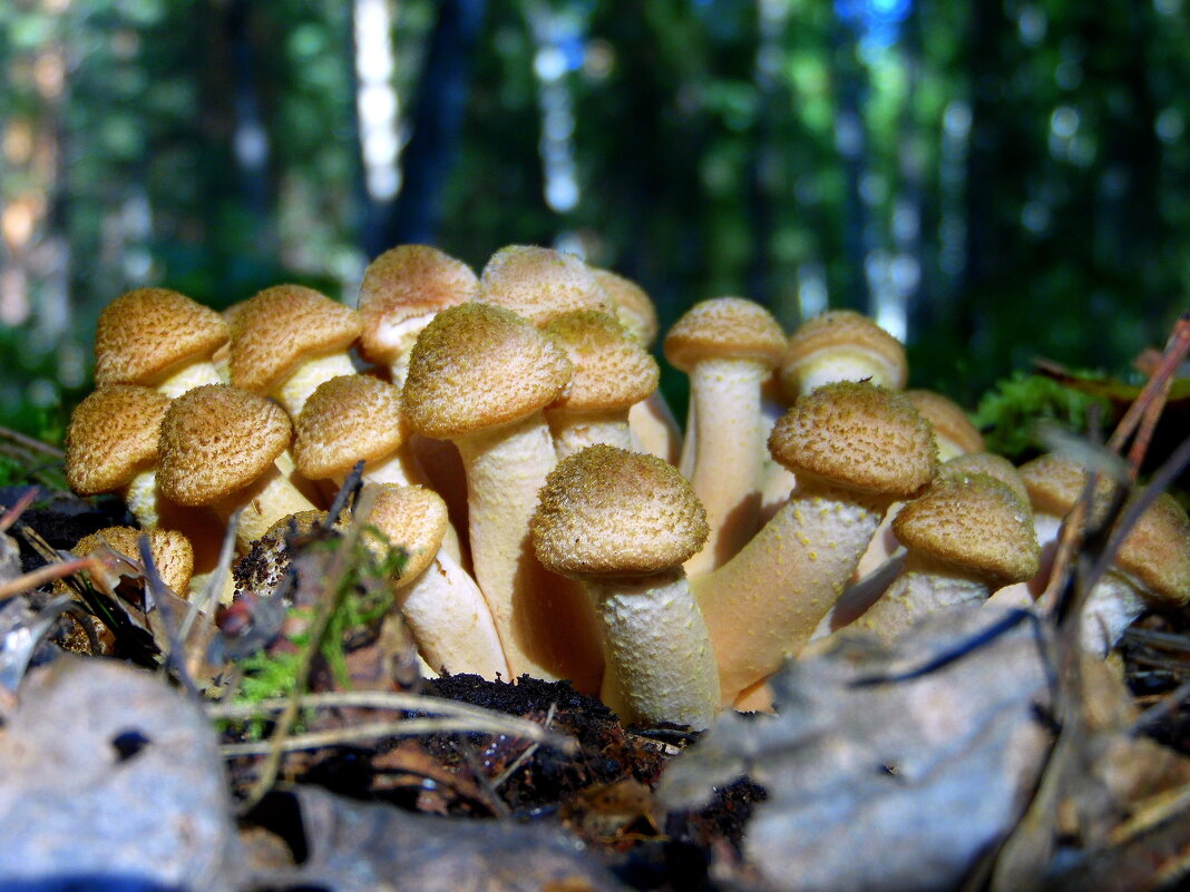 Дружные опятки. - nadyasilyuk Вознюк