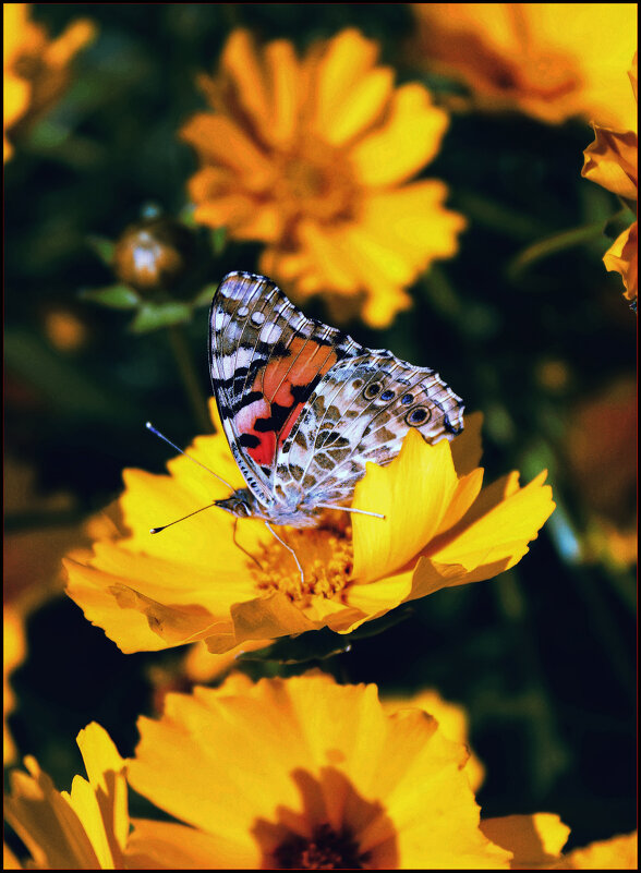 * - Александр 