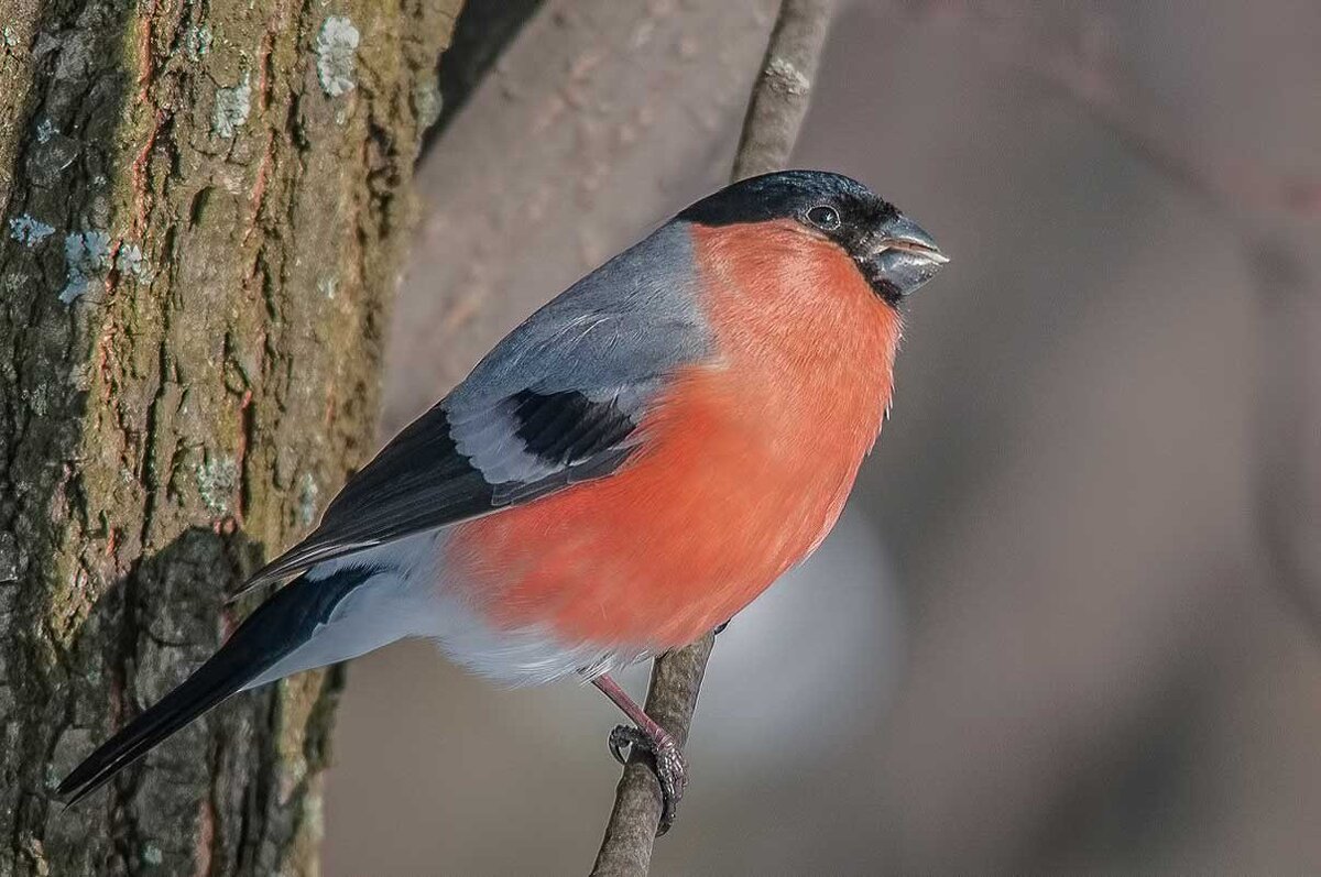 Снегирь. - Nik Lovec