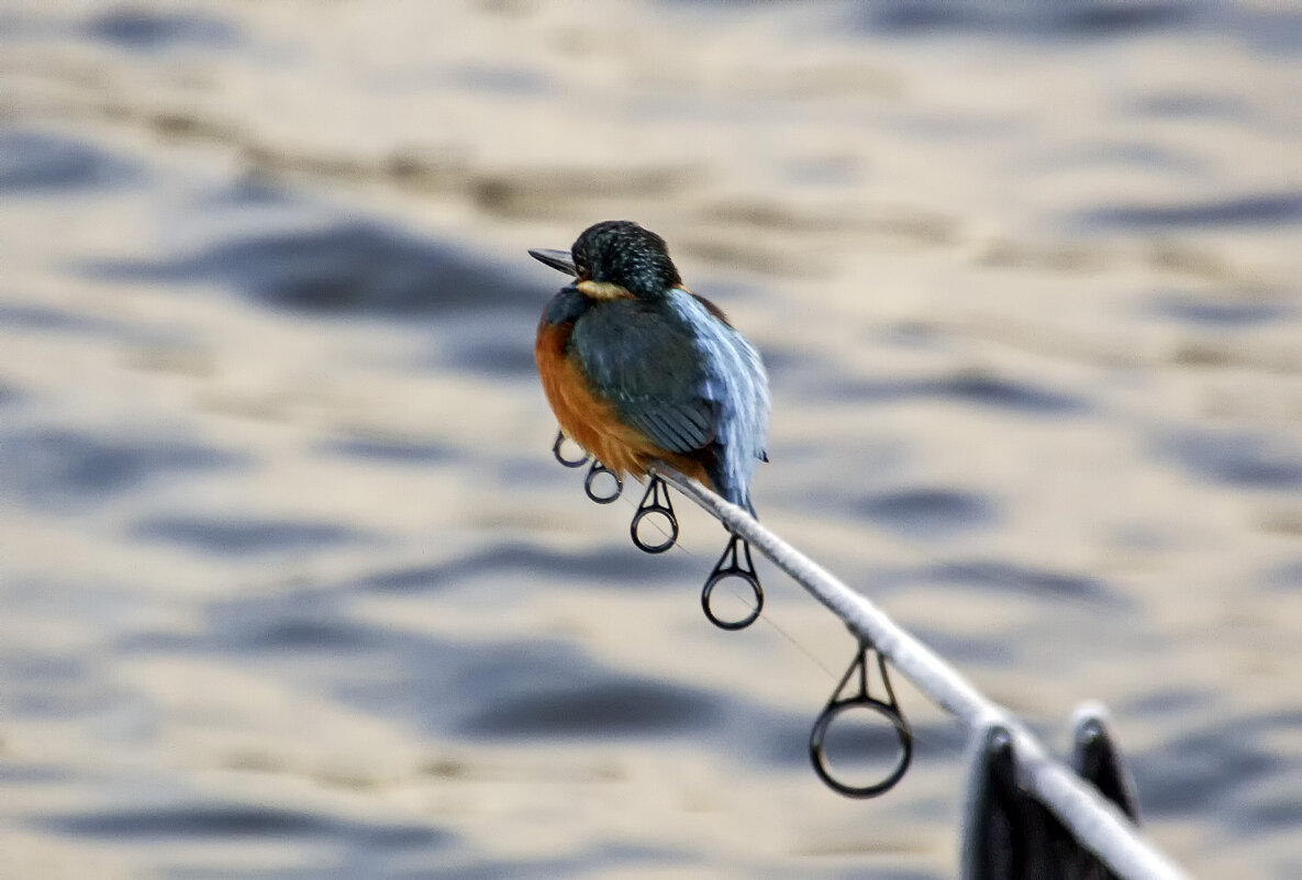 Рыбачок - Андроник Александр 