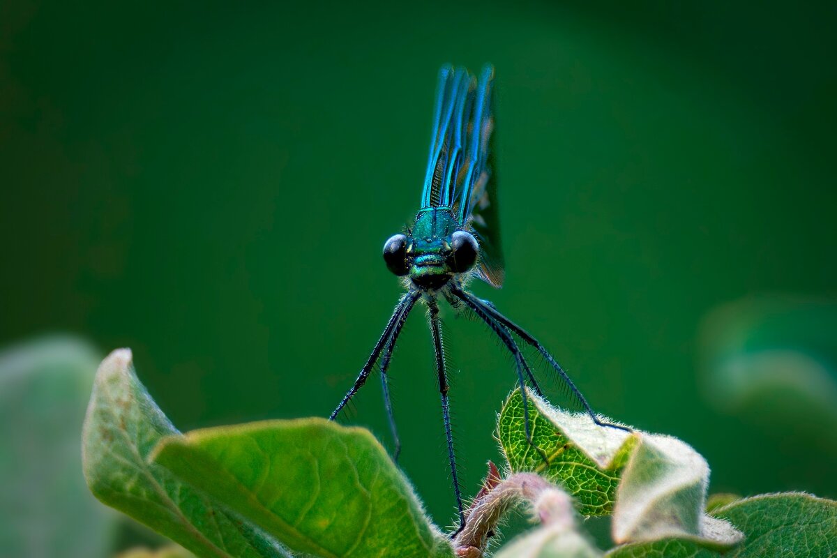Красотка блестящая - Николай Соколухин