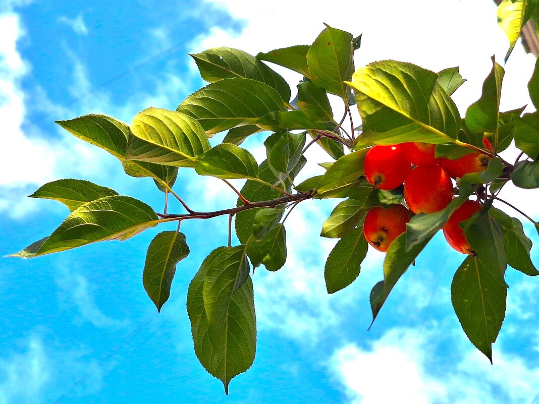 Дички - Наталья 