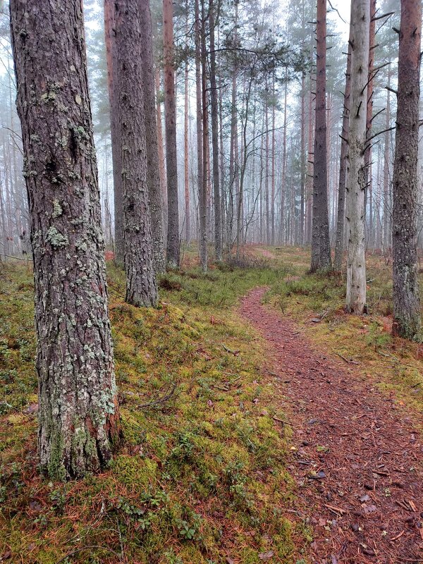 Поздней осенью в лесу - Ирина Поздней осенью в лесу - Ирина