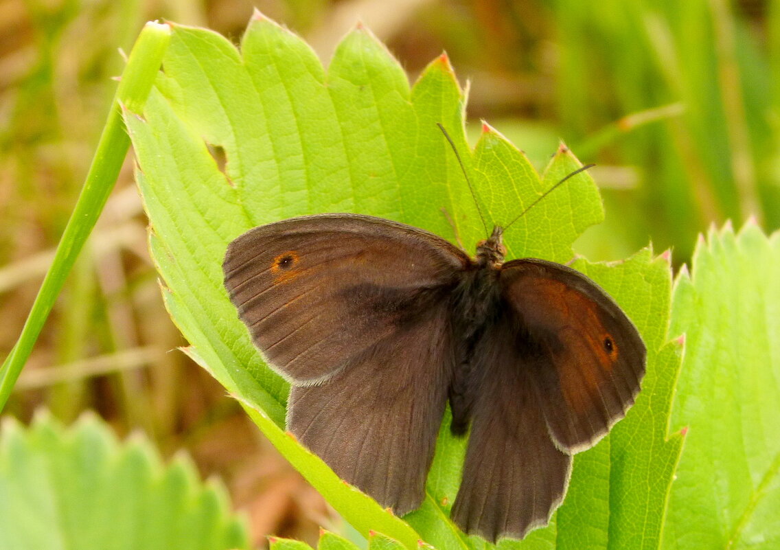 опять про бабочек...86 - Александр Прокудин опять про бабочек...86 - Александр Прокудин