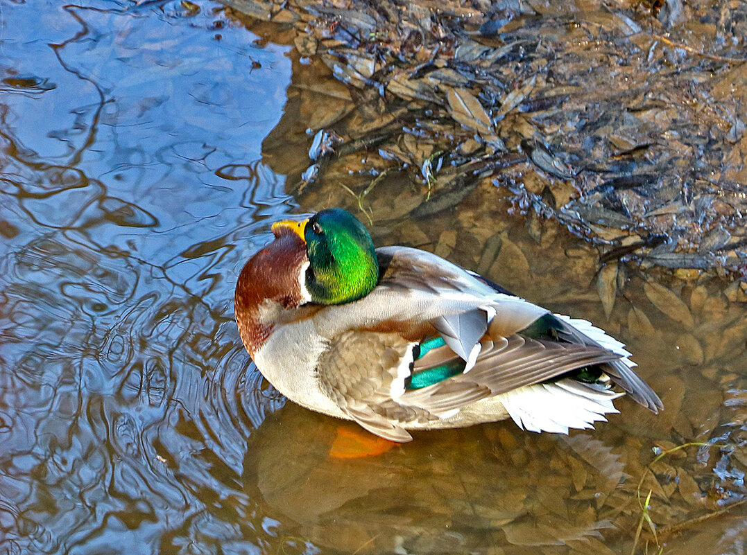 Красавец - Светлана 