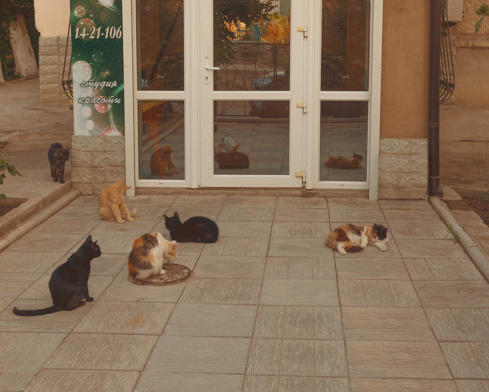 Кто последний? - Елена Алексеева