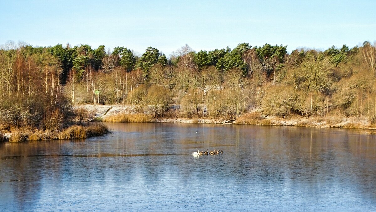 Лебеди на замерзающим озере (репортаж из поездок по области). - Милешкин Владимир Алексеевич 