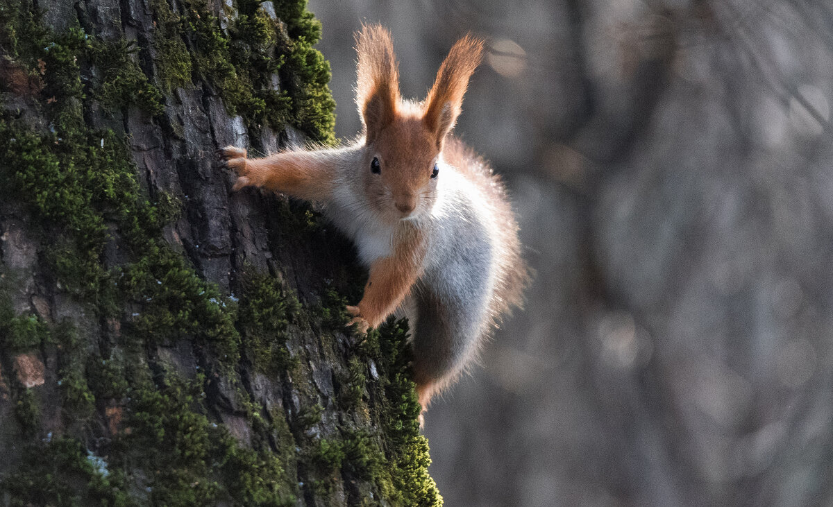 *** - Владимир Безбородов