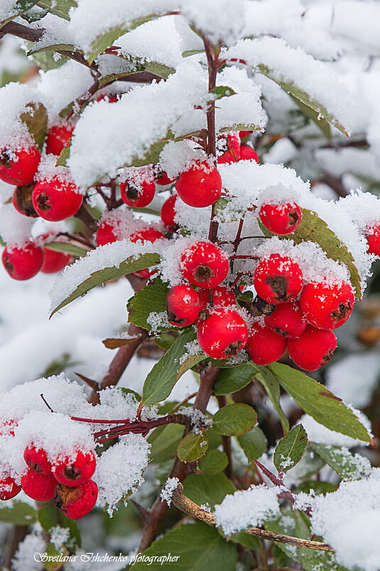 ... - Светлана Ищенко