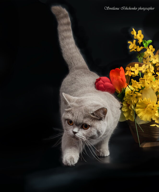 Британский котёнок – это символ утонченного аристократизма. - Светлана Ищенко