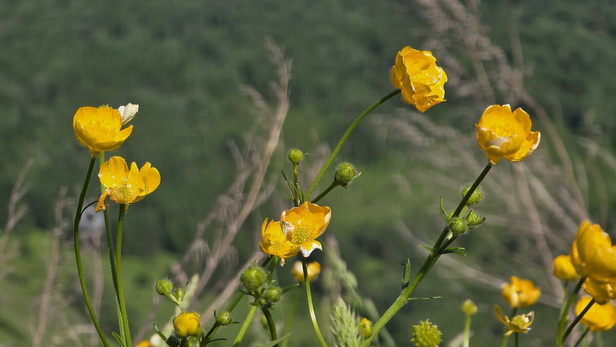 Цветы Долины. Горы - Рустам Кашапов
