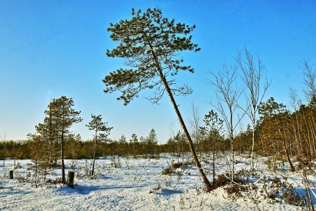 Жизнь на болоте...наперекосяк! - Владимир 