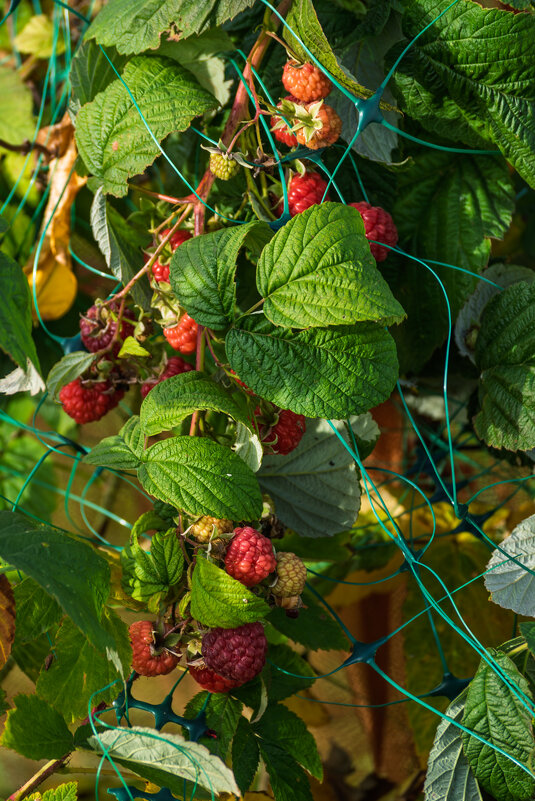 21 ноября 2025 Малина - Игорь Сикорский 21 ноября 2025 Малина - Игорь Сикорский