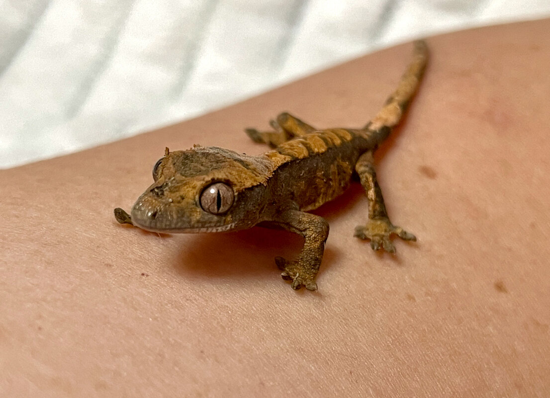 Прогулка - Ален Янн 