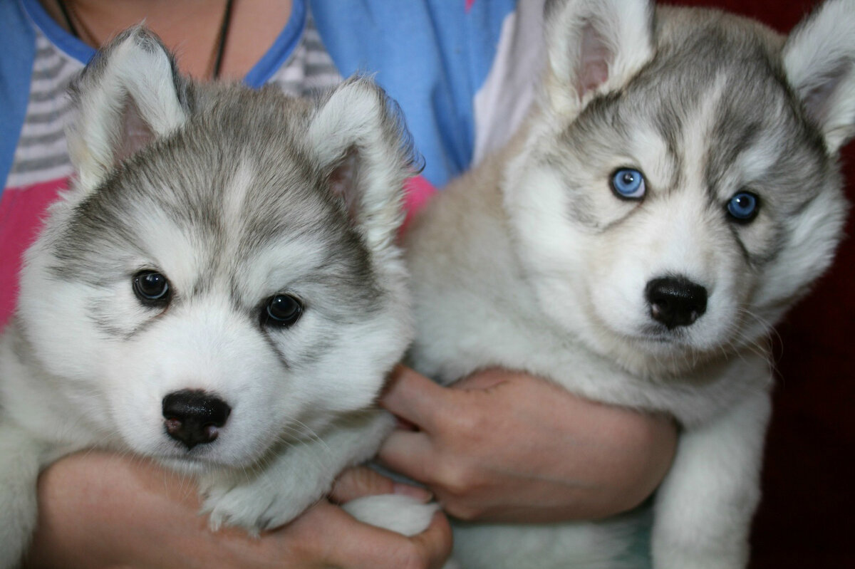 Хаски - Андрей Л. В.