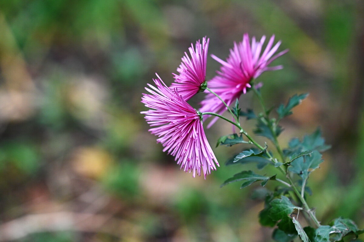 Ещё держатся... - Николай Саржанов