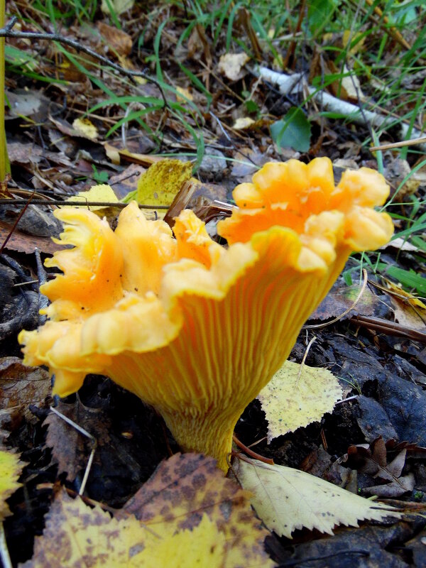 Лисичка в оборочках. - nadyasilyuk Вознюк Лисичка в оборочках. - nadyasilyuk Вознюк