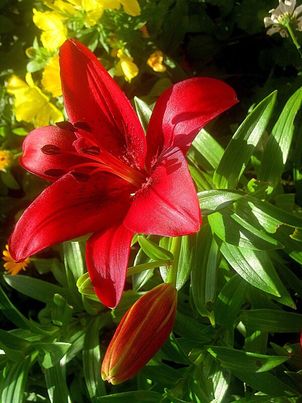 Ли...летом - Елена Семигина Ли...летом - Елена Семигина