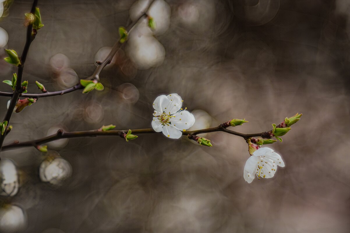 Цветок вишни в начале весны - Анастасия Ильина