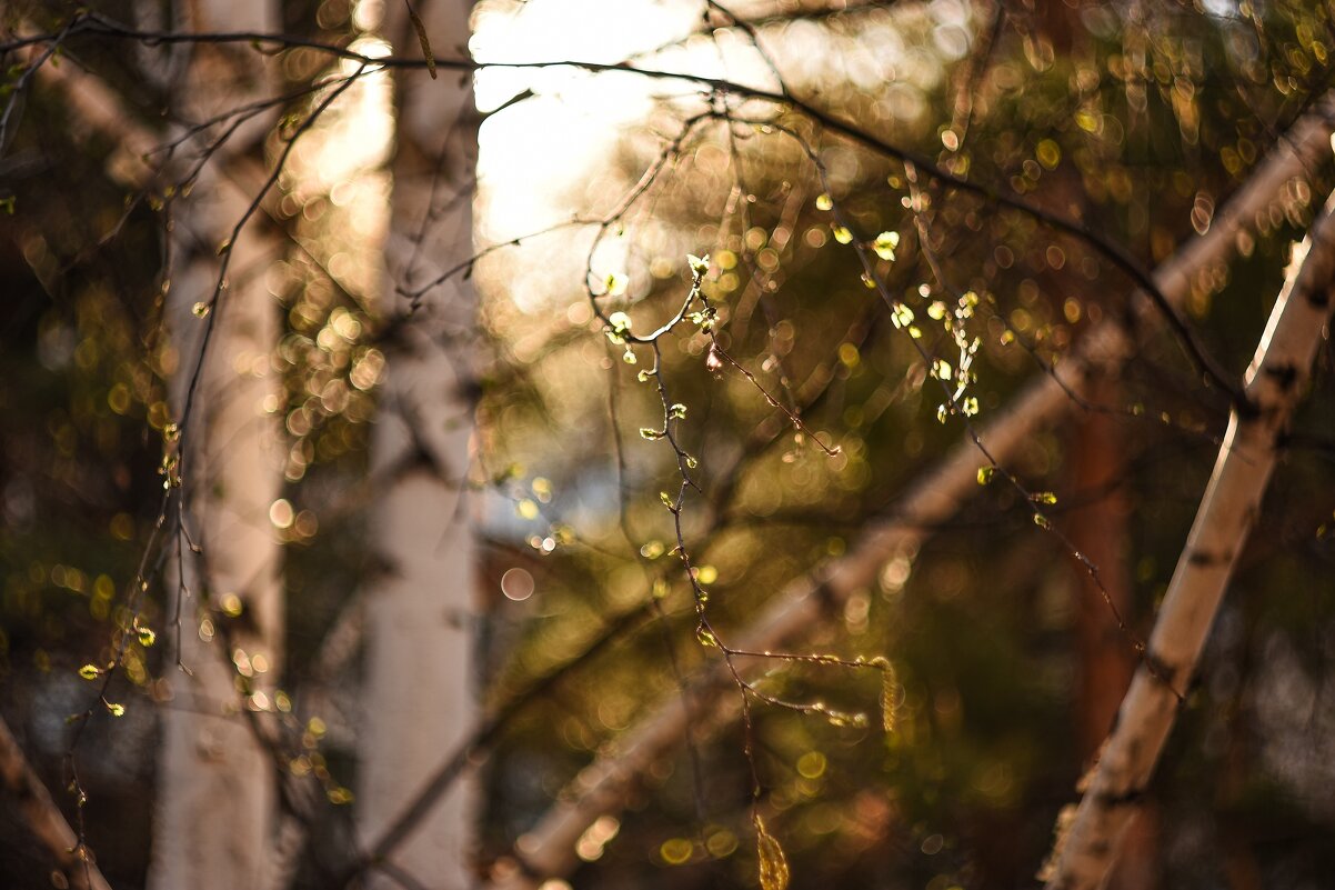 Солнце согревает берёзу ранней весной - Анастасия Ильина