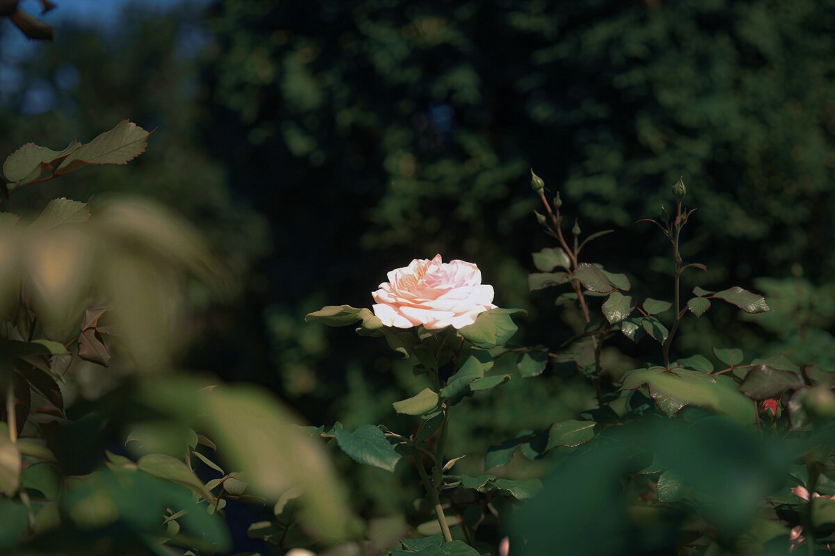 Нежный цветок - Анастасия Ильина