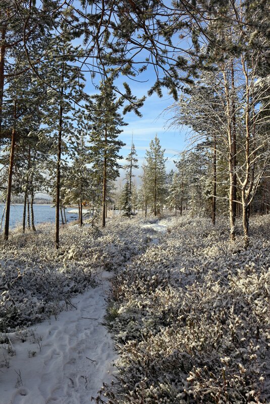 По первому снегу - Ольга По первому снегу - Ольга
