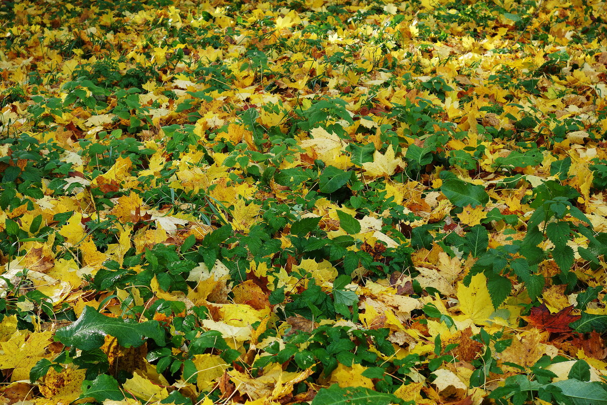 Ноябрь - Рита Симонова