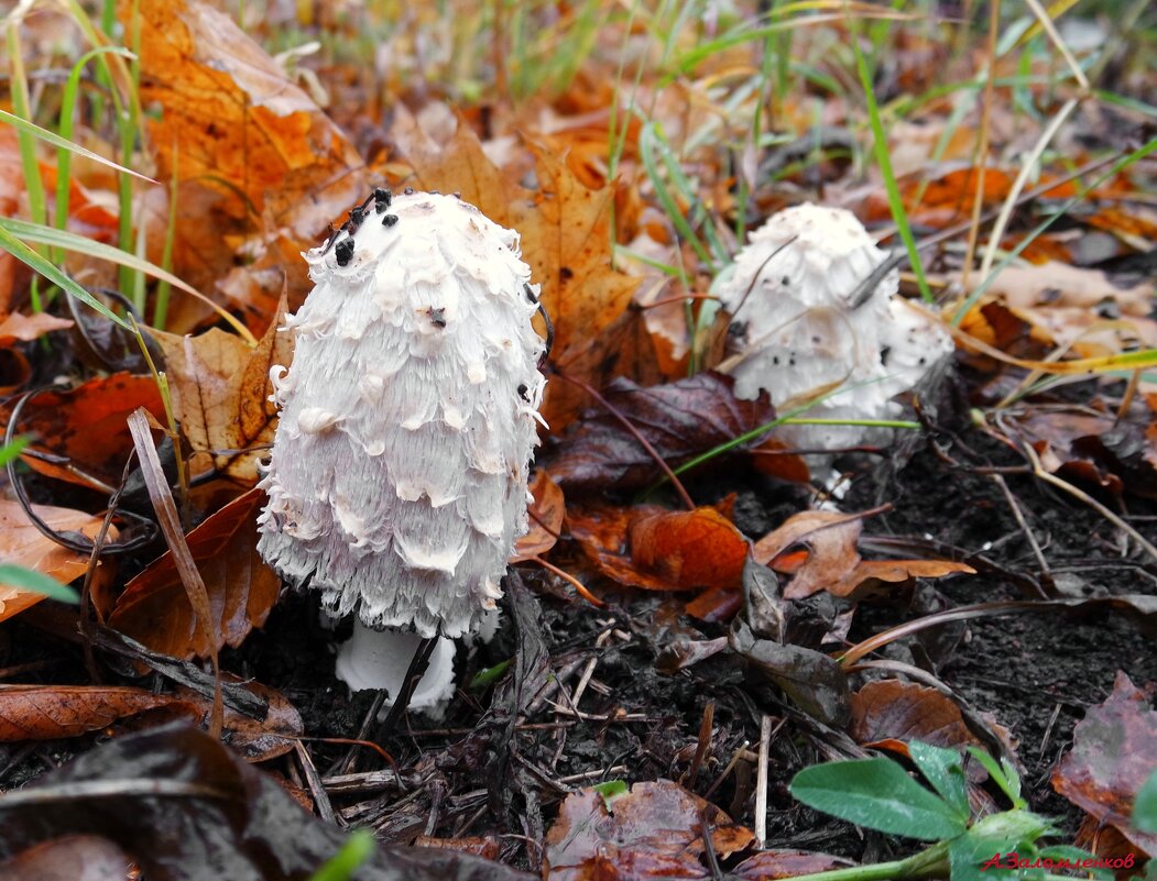 Грибной сезон продолжается..:-) - Андрей Заломленков