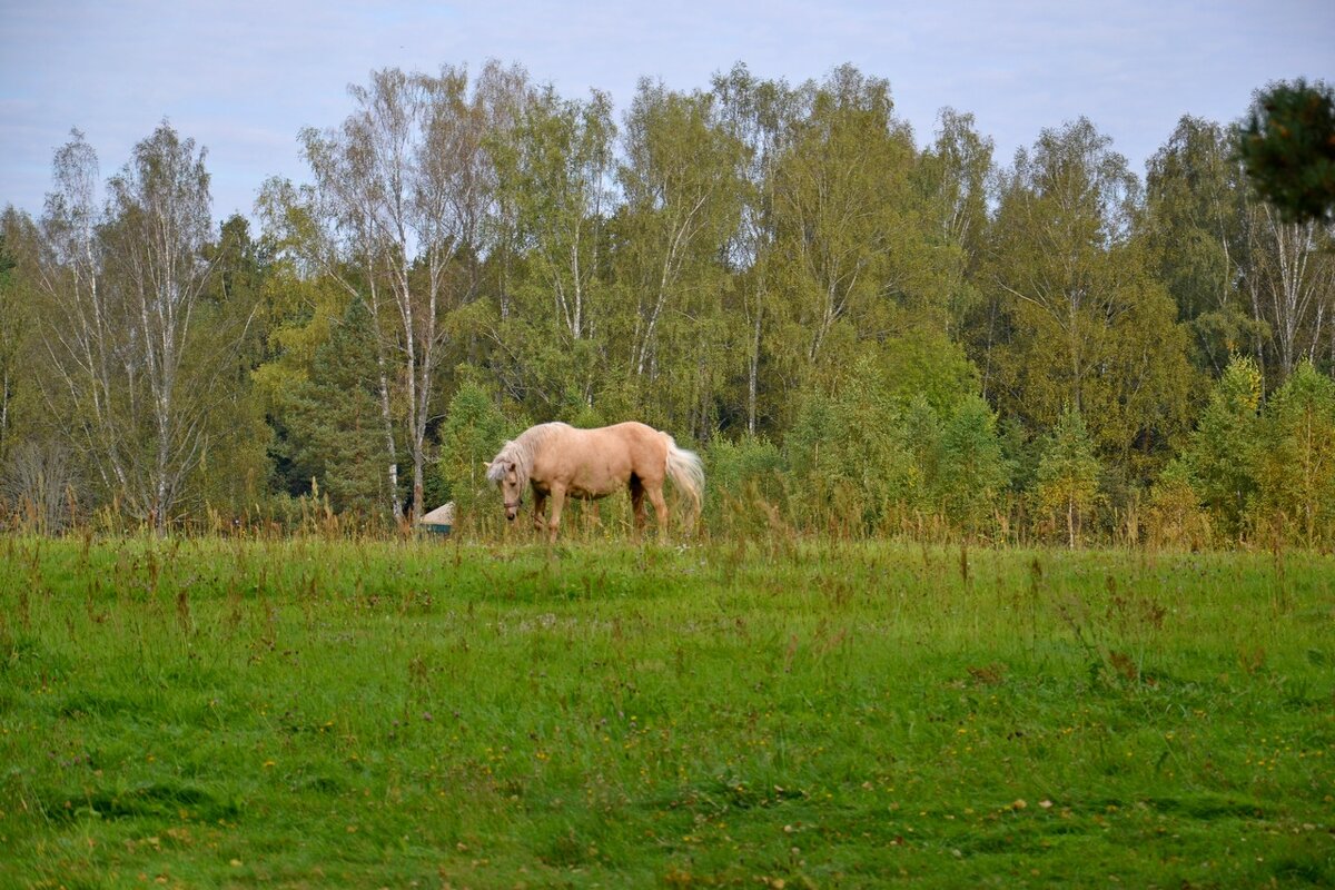 МИХАЙЛОВСКОЕ. - Виктор Осипчук МИХАЙЛОВСКОЕ. - Виктор Осипчук