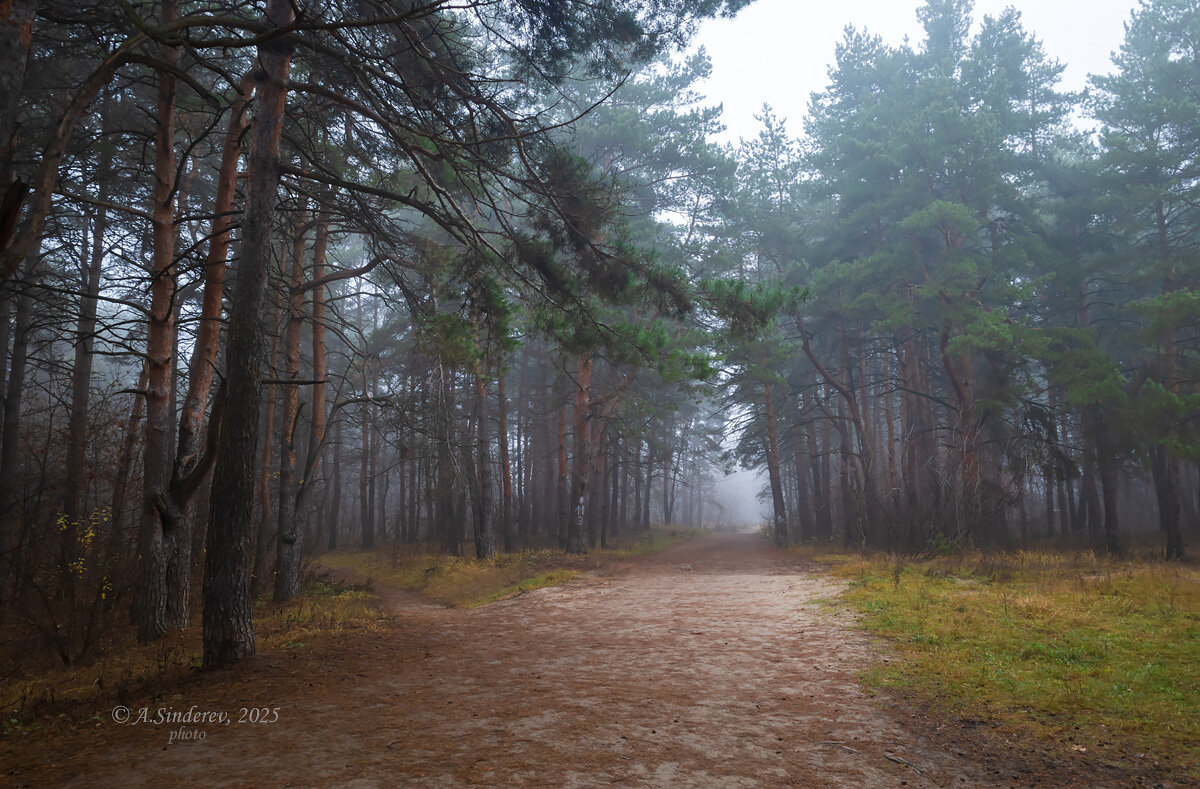 Туман в соснах - Александр Синдерёв