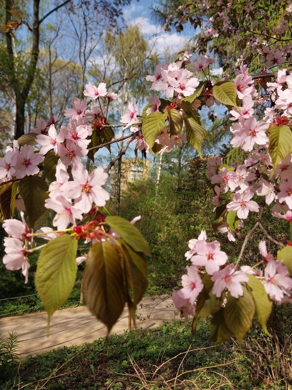 Сакура - Маргарита Б