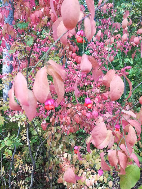 Бересклет - Маргарита Б