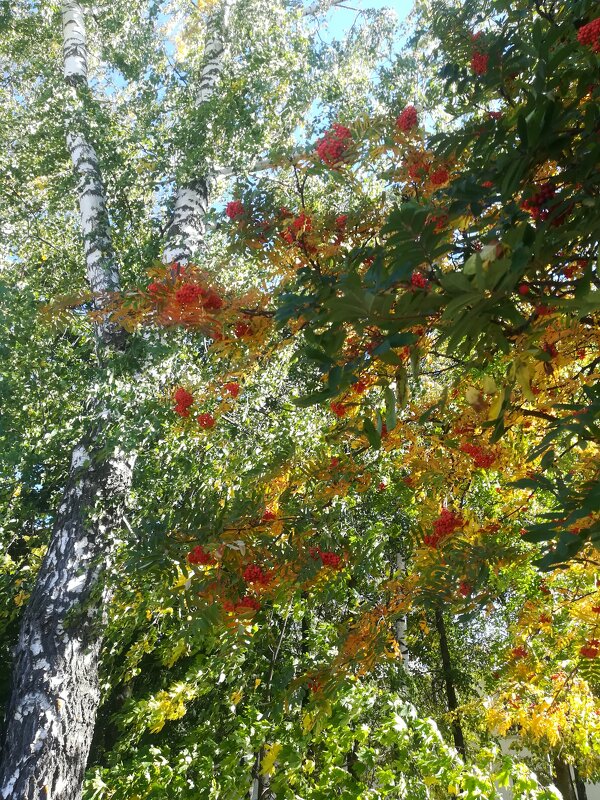 То берёзка, то рябина - Маргарита Б