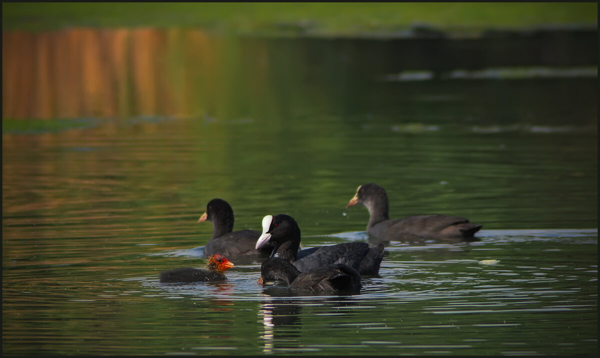 Лысухи. - Александр 