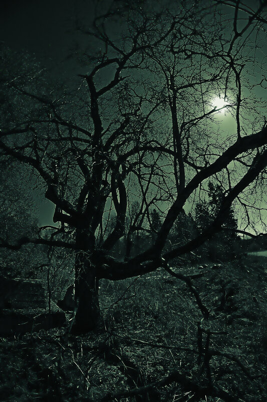 Лунная ночь - mihail 