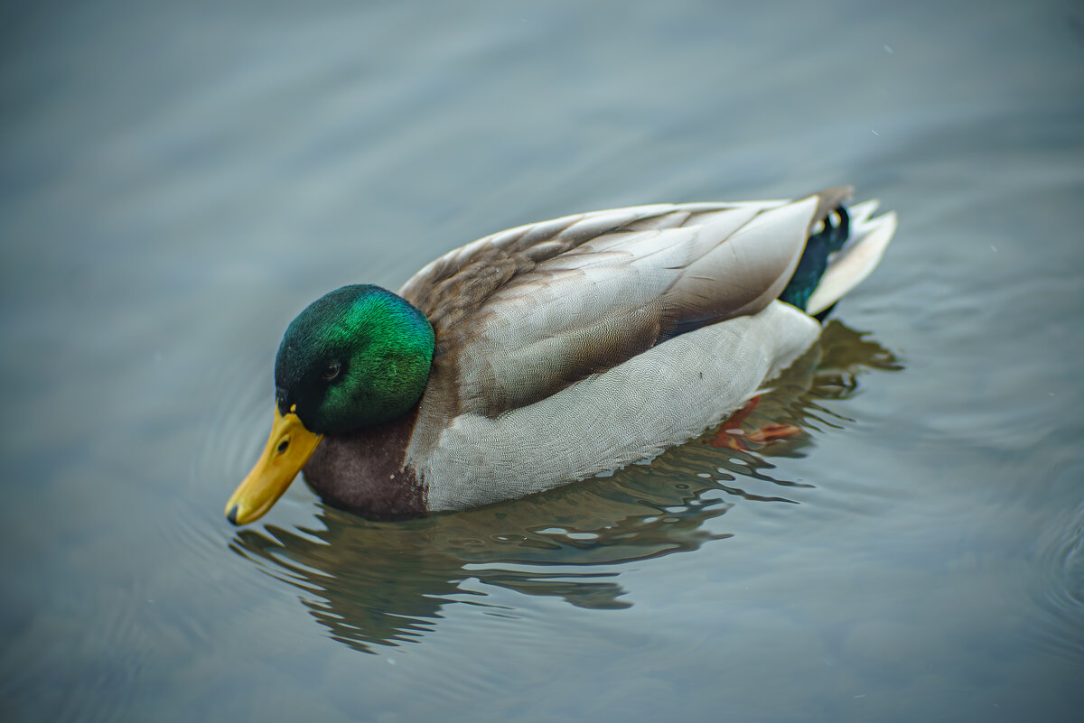 Селезень - Алексей Копцев 