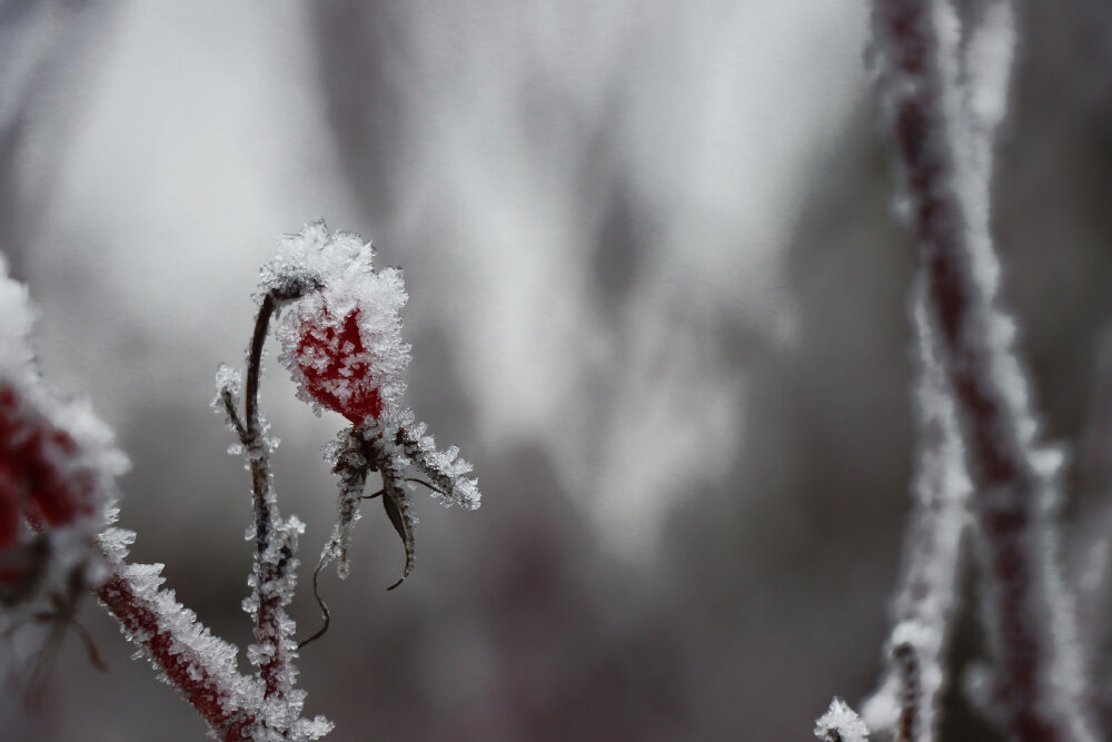 В сахаре... - Галина Ильясова