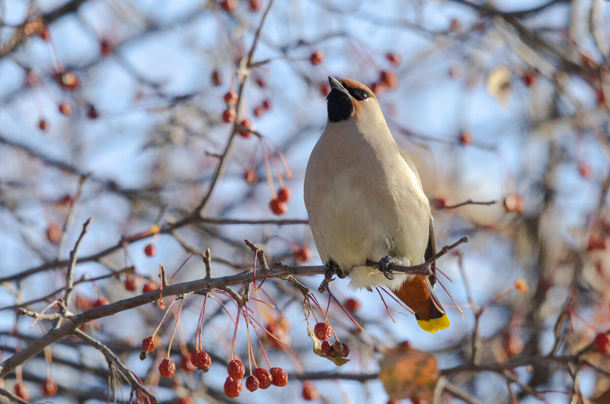 Свиристель - Виктор Иванович Чернюк