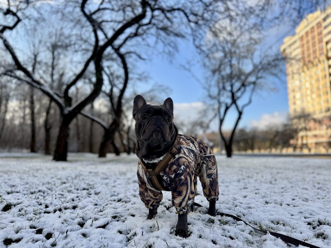 тигр - Анна Камс