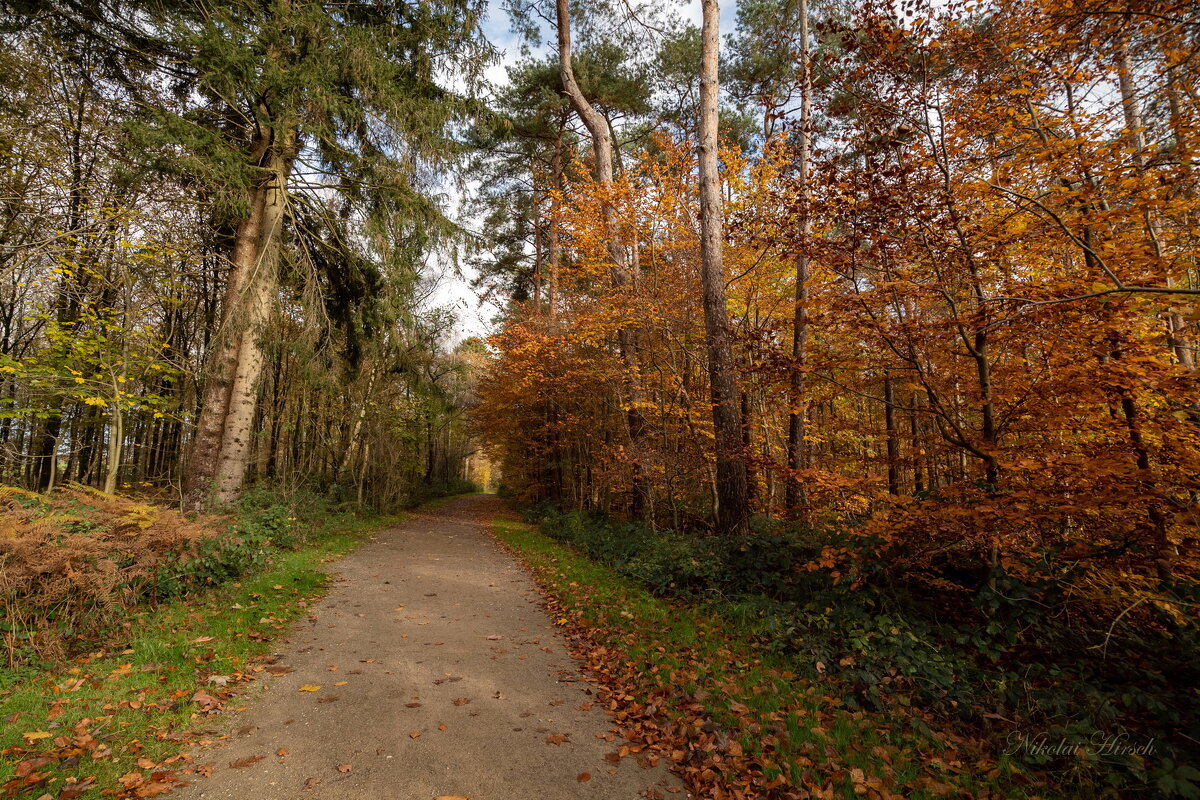 По лесопарку... - Николай Гирш